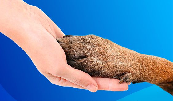 Veterinária - A ozonioterapia pode ajudar você a salvar vidas