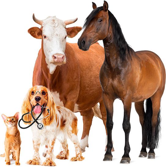 Propriedade e indicações da ozonioterapia em animais
