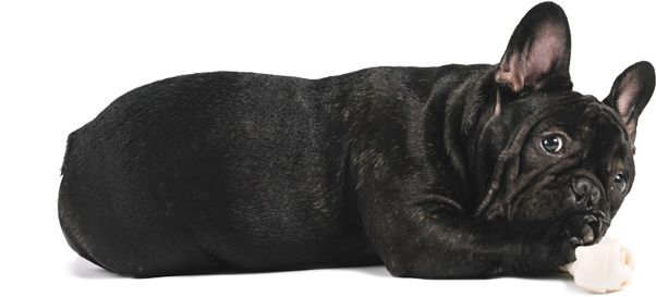 Vias de aplicação da ozonioterapia em animais